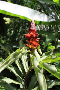 Costus sp.