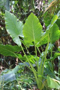 Elephant Ear