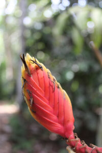 Heliconia episcopalis