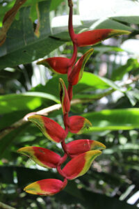 Heliconia rostrata