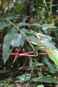 Heliconia sp.