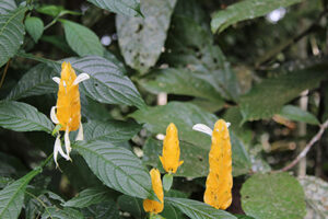 Pachystachys lutea