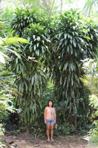 Yucca Palm