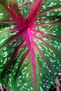 Caladium